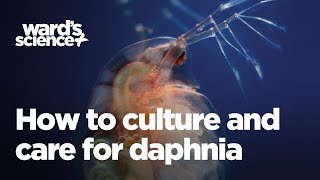 Caring and Culturing for Daphnia [upl. by Maddocks]