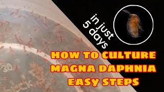 How to Culture Magna Daphnia Easily [upl. by Aelem]