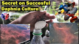 How to Culture Daphnia Successfully [upl. by Loggins]