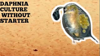 HOW TO CULTURE DAPHNIA NATURALLY WITHOUT A STARTER [upl. by Joacimah568]