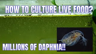 How to Culture Daphnia Secret Method to Breed MILLIONS  Simply Aquatic [upl. by Gorrono73]