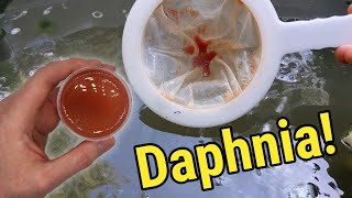 How I Culture Daphnia In Outdoor Tubs [upl. by Malda]