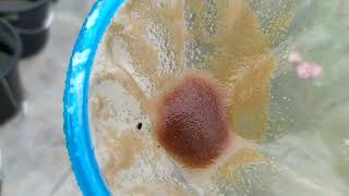 How to culture daphnia moina in a small container Part 1 English Subtitle [upl. by Natalina667]