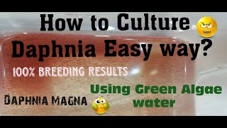 Daphnia MagnaHow to Culture Daphnia Easy wayCulturing Daphnia using Green water Daphnia [upl. by Tania868]