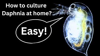 BEST Live Fish Food Beginner guide How to Culture Daphnia at home [upl. by Kimberli]