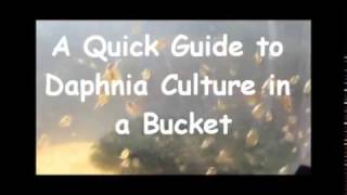 How to culture daphnia outside [upl. by Levona]