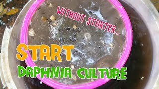 How to culture daphnia moina the easy way 1  Starting the Daphnia culture [upl. by Almire]