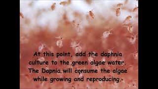 Daphnia  How to grow daphnia in your home [upl. by Odareg]