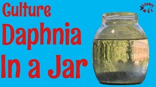 How to Culture Daphnia in a Jar [upl. by Lehte]