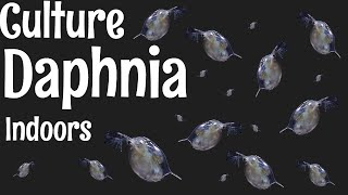 How to Culture Daphnia [upl. by Griz]