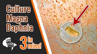 How to culture DAPHNIA MAGNA  The easy way [upl. by Jutta189]