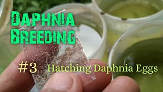 Daphnia Culture made simple and easy 3  Hatching Daphnia eggs [upl. by Nivrae]