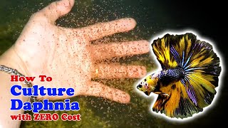 How to Culture Daphnia with ZERO Cost  Unlimited Live Food For Our Fish [upl. by Atekin]