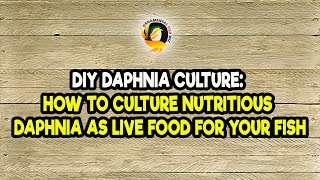 DIY Daphnia Culture How to Culture Nutritious Daphnia as Live Food for Your Fish [upl. by Ahsan420]