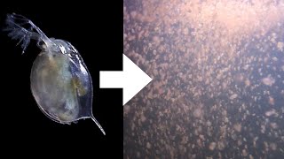 How I Culture Daphnia [upl. by Cathey]