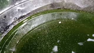 DAPHNIA MOINA CULTURE IN A SMALL BUCKET [upl. by Alurd]