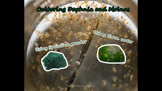 How To Culture Daphnia and Moinas using Green Water Spirulina powder [upl. by Donavon]