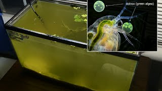 Raising Daphnia for the Freshwater Aquarium [upl. by Ahsiat125]