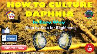 HOW TO CULTURE DAPHNIA In Easy Way [upl. by Sihon95]